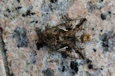 <i>Autographa gamma</i>