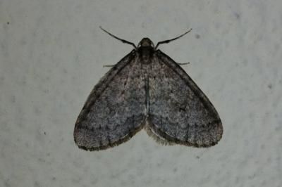 <i>Operophtera brumata</i>