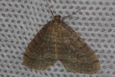 <i>Operophtera brumata</i>