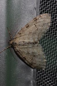 <i>Trichopteryx carpinata</i>