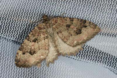 <i>Triphosa dubitata</i>