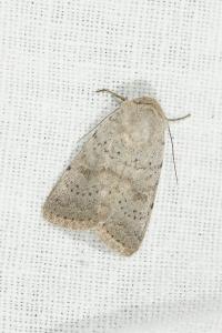 <i>Hoplodrina respersa</i>
