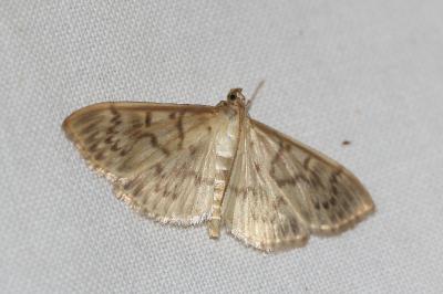 <i>Patania ruralis</i>