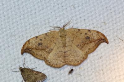 <i>Drepana falcataria</i>