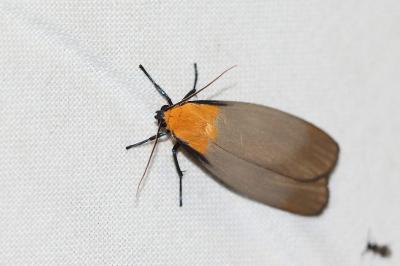 <i>Lithosia quadra</i>