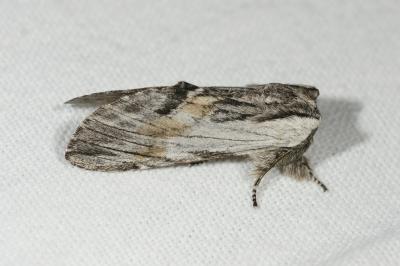 <i>Harpyia milhauseri</i>