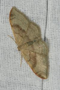 <i>Idaea degeneraria</i>