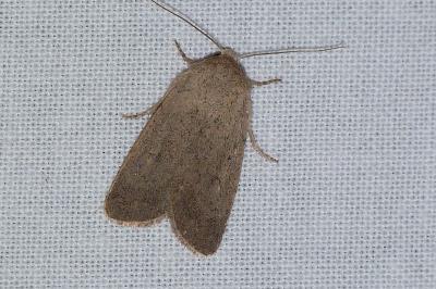 <i>Caradrina aspersa</i>
