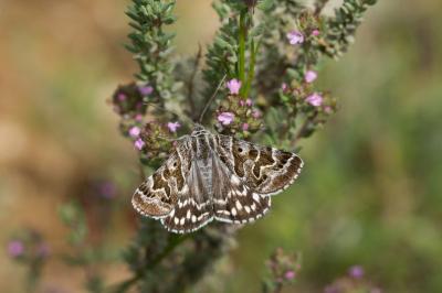<i>Euclidia mi</i>