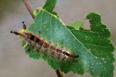 Orgyia antiqua