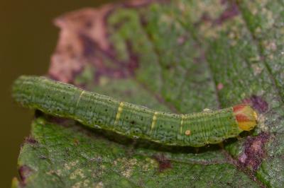 Lomaspilis marginata