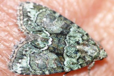 <i>Cryphia algae</i>