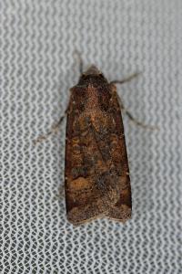 <i>Agrotis trux</i>