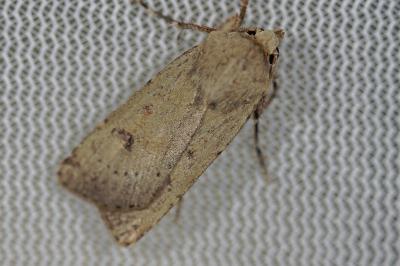 <i>Agrotis trux</i>