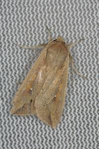 <i>Mythimna unipuncta</i>