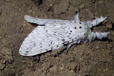 <i>Cerura erminea</i>