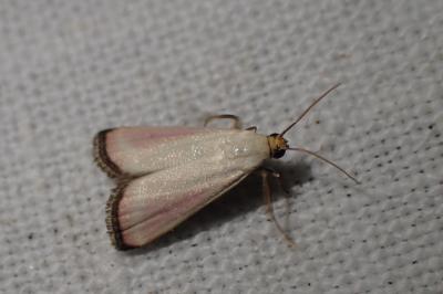 <i>Eurhodope rosella</i>