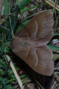 <i>Macrothylacia rubi</i>