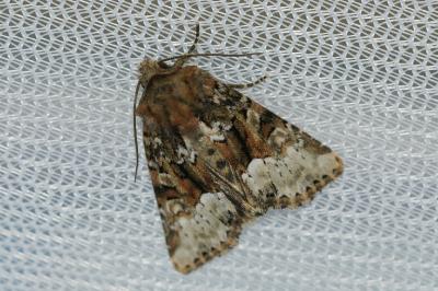 <i>Oligia strigilis/versicolor</i>