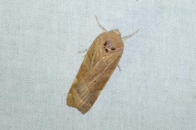 <i>Noctua fimbriata</i>