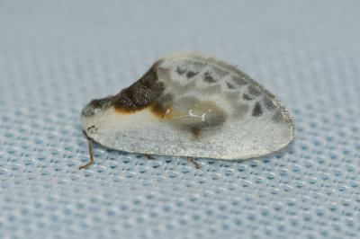 <i>Cilix glaucata</i>