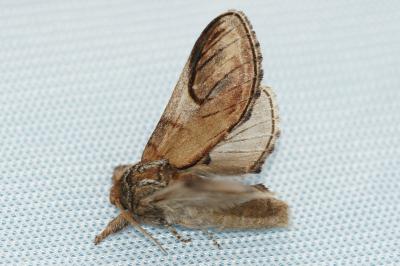 <i>Notodonta ziczac</i>