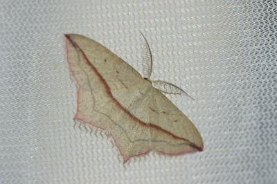 <i>Timandra comae</i>