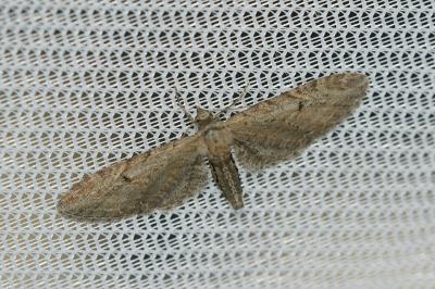 <i>Eupithecia innotata</i>