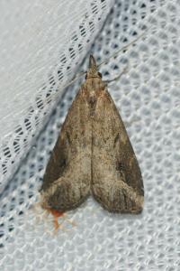 <i>Schrankia costaestrigalis</i>