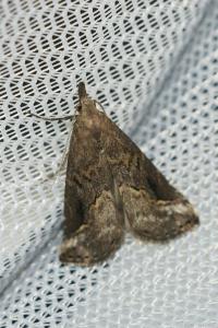 <i>Schrankia costaestrigalis</i>