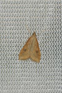 <i>Udea ferrugalis</i>