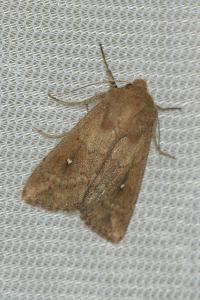 <i>Mythimna albipuncta</i>