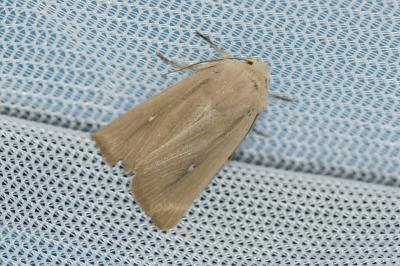 <i>Mythimna sicula</i>