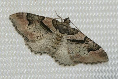 <i>Catarhoe rubidata</i>