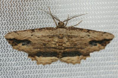<i>Menophra abruptaria</i>