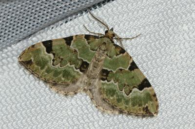 <i>Colostygia pectinataria</i>