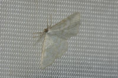<i>Cabera exanthemata</i>