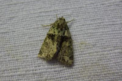 <i>Cryphia algae</i>
