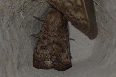 <i>Hoplodrina octogenaria</i>