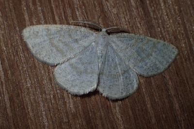 Cabera exanthemata