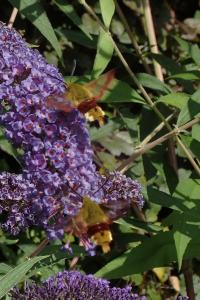 <i>Hemaris fuciformis</i>