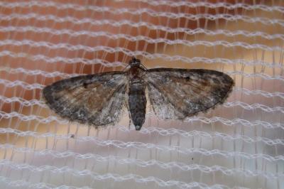 <i>Eupithecia icterata</i>