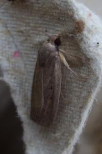 <i>Proxenus hospes</i>