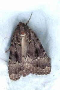 <i>Amphipyra berbera svenssoni</i>