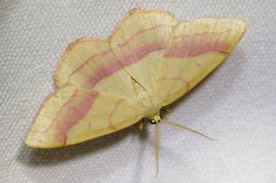 <i>Rhodostrophia vibicaria</i>
