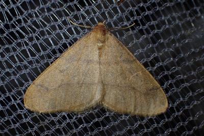 <i>Phigaliohybernia aurantiaria</i>