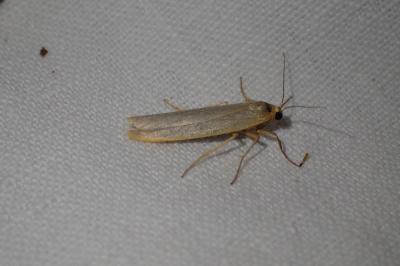 <i>Eilema caniola</i>