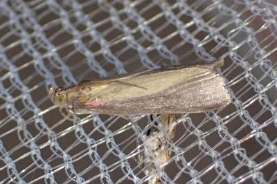 <i>Oncocera semirubella</i>