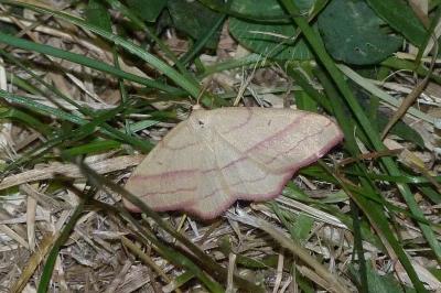 <i>Rhodostrophia vibicaria</i>