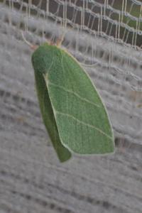 <i>Bena bicolorana</i>